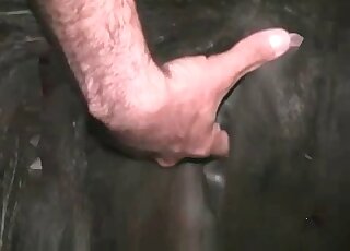 رجل مدمن على الجنس الحيواني يضرب بقبضته مهرًا ويمارس الجنس مع الوحش بحماس