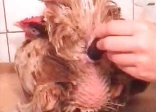 كلبة مجنونة تلعب بدجاجة وتستمتع بالعملية في مقطع فيديو إباحي لحديقة حيوانات مجنونة