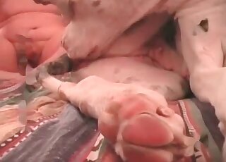 رجل مجنون يقود كلبه إلى النشوة الجنسية عن طريق ممارسة الجنس مع فتحته بجنون