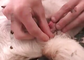 Horny guy fingerfucks his dog on a sofa to bring it sexual pleasure