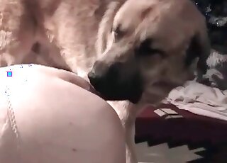 Chubby mature gives an oral job to her dog and stuffs its cock in twat