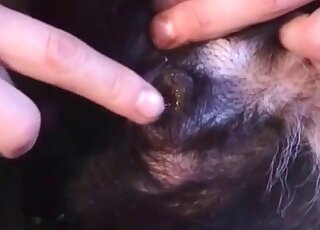 رجل محب للحيوانات الأليفة يحب وجود عضوه الذكري في فتحة كلبه