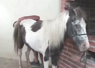 رجل شرير يلعق ويضرب حفرة عميقة لحصان في مقطع فيديو إباحي عن الحيوانات