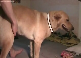 Submissive dog endures a massive throbbing cock of a horny pervert