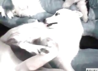 Dog gets screwed by a dude on a sofa and enjoys every inch of cock