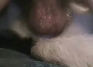 Relaxed dog endures huge cock of a male pervert in a zoo porn scene