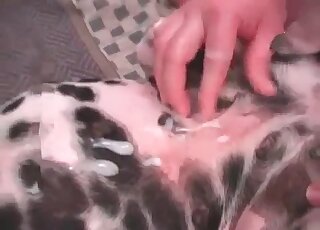 رجل يشبع رغباته الجنسية المجنونة بممارسة الجنس مع كلبه الدلماسي بقوة