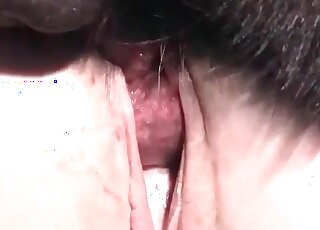 Aged slut trained her dog to fuck her as hard as it only can
