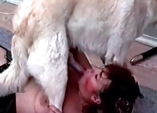 يتم امتصاص العضو الذكري الصلب للكلب المثار بشغف من قبل امرأة ناضجة