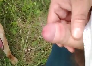 يحب الكلب لعق قضيب الرجل والحصول على قطرات من السائل المنوي على لسانه