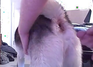 رجل عاري يخرج قضيبه ليضعه في فتحة كلبه