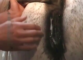 Guy comes up to a horse from behind to fuck it as hard as he can