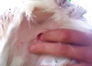 كلب يحصل على إصبعه من قبل زميل شهواني في عمل إباحي في حديقة حيوان برية