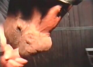 رجل مدمن على الحيوانات يحشو فم الحصان بقضيبه المشعر