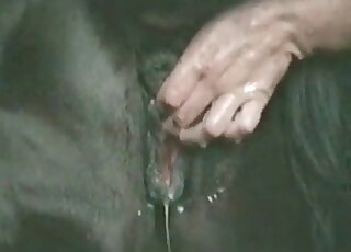 منحرف غريب يعطي بعض اللكمات القوية لحصان في مشهد إباحي في حديقة الحيوانات