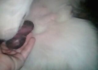 كلب أبيض رقيق يلمسه رجل محب للحيوانات ويستمتع بذلك حقًا