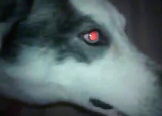 Helpful dog gives amazing cock licking to a horny zoophile fellow