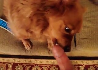 كلب جميل يلعق قضيب رجل منحرف مما يمنحه الكثير من المتعة