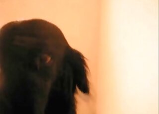 كلب يتحمل اللمس بالإصبع ويتعرض للسحق بواسطة قضيب أحد محبي الحيوانات