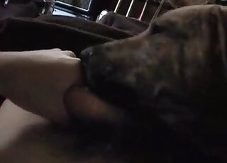 كلب متعطش للقضيب يشعر بالإثارة عندما يلعق قضيبًا سميكًا لرجل شهواني