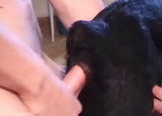 فيديو مُقرب من صنع منزلي لرجل شهواني يستمتع بالجنس في حديقة الحيوانات مع كلب