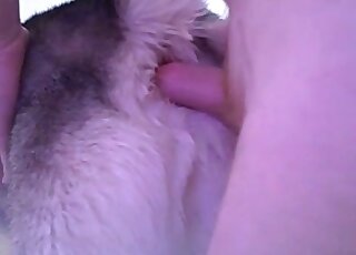 Zoophile guy fucks his dog from behind to relieve his sexual tension