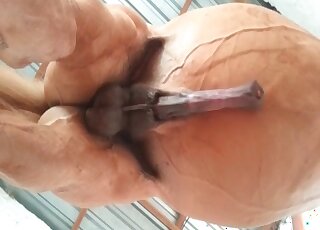 منحرف شهواني يلتقط مقطع فيديو لقضيب حصان أثناء انتصابه