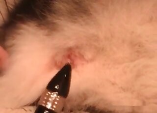 منحرف ذو عقلية قذرة يضايق كلبه من خلال اللعب الشهواني بقضيب اصطناعي