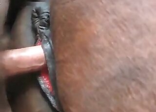 منحرف يسحق مهبل حصان كبير ويسلم فطائر كريمية