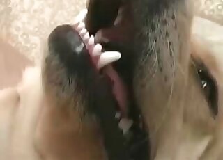 يظل الكلب ثابتًا بينما يمارس حيوان شهواني الجنس مع مهبله