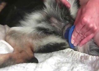 كلبة تقف ساكنة بينما يتم اللعب بها من قبل منحرف غريب في حديقة الحيوانات