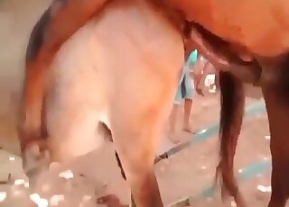 الفحل يتعرض لمضايقات من قبل المنحرفين ذوي العقلية القذرة في مشهد ساخن