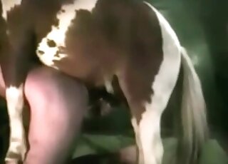 منحرف محب للخيول يتعرض للخيانة من قبل حصان في مشهد حديقة حيوان برية