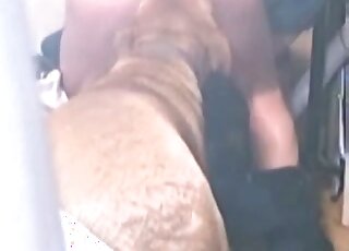 كلب يلعق مؤخرة منحرف مجنون ويتوق إلى المزيد من الأفعال القذرة