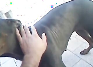 كلبة تختبر مداعبة عميقة وجلسة جنسية مكثفة