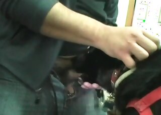 محب للحيوانات يدلل كلبه عن طريق ممارسة الجنس الفموي العنيف معه في مشهد إباحي لحديقة حيوانات