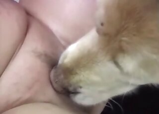 تريد النساء الناضجات المثليات أن يلعق كلبهن اللطيف مهبلهن