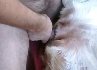 رجل منحرف يحب لمس الحيوانات وممارسة الجنس معها دون حدود