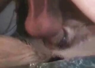 مشهد إباحي من حديقة حيوان عن قرب لشخص يمارس الجنس مع كلب