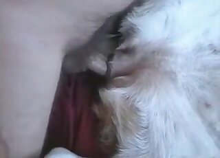 يسارع محب الحيوانات غير الصبور إلى ممارسة الجنس مع كلبه من أجل الوصول إلى النشوة الجنسية