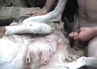 Guy shoves his erected cock in his dog and fucks it in a missionary