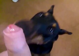 Dude's uncut cock is being pleased by a gay black dog in POV