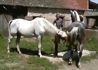 شغف حقيقي بالحيوانات مع حصانين يمارسان الجنس في الهواء الطلق