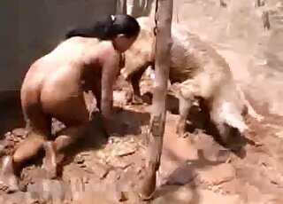 Sexy pig porn movie showing a brunette that teases the creature