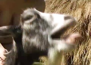 رجل يمارس الجنس مع صديقته ذات الشعر الأحمر وكلب في فيديو خارجي عن ممارسة الجنس مع الحيوانات