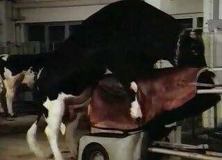 لا يستطيع المزارع المهووس الانتظار لإعطاء هذا الحيوان يدًا مثلية