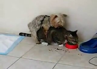 قطة مثيرة تمارس الجنس مع كلب صغير في فيديو حديقة حيوانات بين الحيوانات