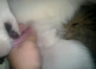 مشهد POV مثير للحيوان يظهر فيه رجل يريد تقبيلًا عنيفًا