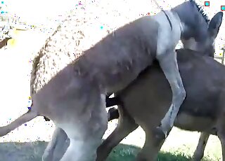 حمار يمارس الجنس مع حيوان مثير يريد القذف مع وجود ذلك القضيب في الداخل