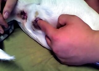 لا يستطيع الرجل التوقف عن لمس مهبل ذلك الحيوان الصغير في مقطع فيديو مثير